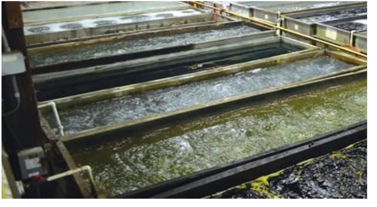 Pre-treatment dip tanks used before powder coating at New Indira Steels